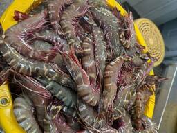 What can you offer today? Lobster Big shrimps Cuttlefish Mussels Octopus Fish fillets Ca