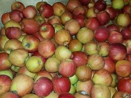 Яблоко 7 в окрасе оптом