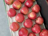 Яблоко закупка - фото 2