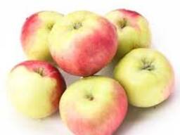 Яблоки Купуємо яблука на переробку - від 15 тонн на сік Новий сезон 2025