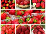 Яблоня, груша, слива, вишня, черешня, персик, абрикос и т. д - фото 2