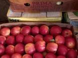 Яблуко Айдаред Глостер Мантуанское Голден Симеренко Ельстар Флорина - фото 2