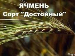 Ячмень Достойный, двуручка