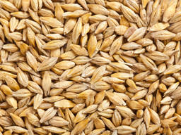 Пшеница , ячмень на экспорт