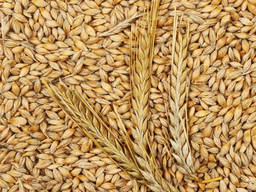 Ячмень на экспорт