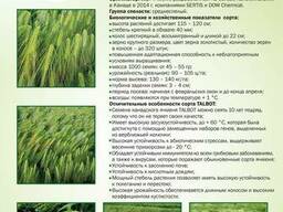 Ячмень: талбот (talbot)