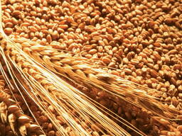 Ячмінь фуражний Экспорт FOB Одесса