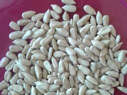 Ядро соняшнику