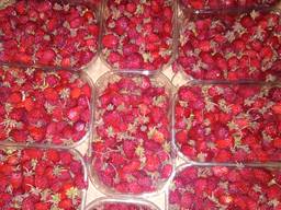 Ягоди Суниці. Свіжі. Ціна договірна