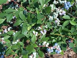 Ягоды голубики