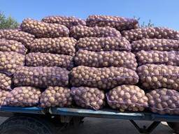Якісна посадкова картопля Рів‘єра 2-га репродукція