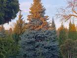 Ялини голубі 3,5 - 6,7 метра висотою дуже пухнасті - фото 3
