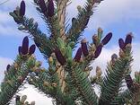 Ялини сизо-голубі від 2,5 до 4,5 метрів висоти дуже пухнасті - фото 1