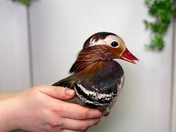 Яркая утка, уточки, водоплавующие утки, декоративная утка, mandarin duck