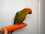 Яркие папужки солнечный аратинга, солнечный попугай - фото 1