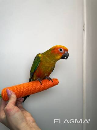 Яркие папужки солнечный аратинга, солнечный попугай