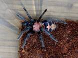 Яркий, красивый паук-птицеед Давус Фасциатум (Davus fasciatum) - фото 3
