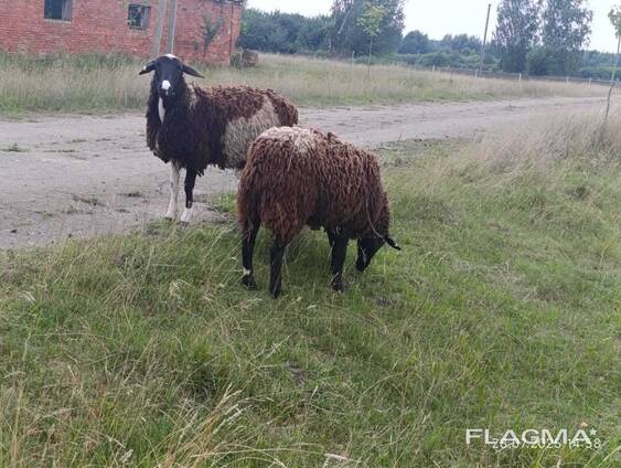 Ярки вівці баран помісні Мериноландшаф Мериноландшафт - Дорпер ЖИТОМИР