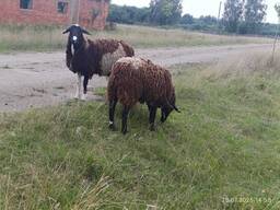 Ярки вівці баран помісні Мериноландшаф Мериноландшафт - Дорпер ЖИТОМИР