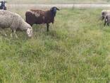Ярки вівці баран помісні Мериноландшаф Мериноландшафт - Дорпер ЖИТОМИР - фото 4