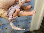 Ящерица пятнистый геккон эублефар - подростки - фото 3