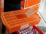 Ящик для перевозки перепелов Quail Coop
