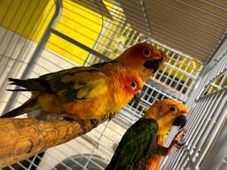 Яскраві пташенята сонячного аратинги