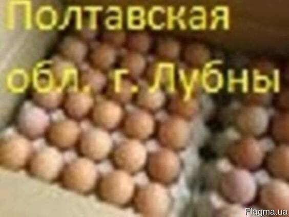 Яйца инкубационные бройлера