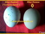 Інкубаційні яйця перепела Фараон (селекція Espana).
