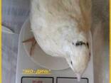Яйца инкубационные перепела Техасец - бройлер (США - Texas)