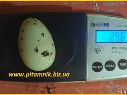 Яйца перепелиные BIO - премиум индоперепел.