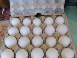 ﻿﻿﻿﻿Яйцо куриное домашнее, инкубационное Ломан классик белый