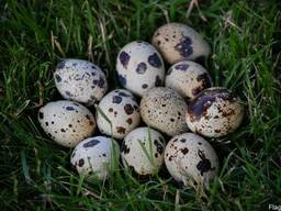 Яйцо инкубационное перепелиное