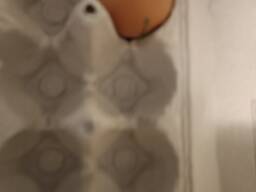 Яйцо столовое С1 куплю оптом на экспорт