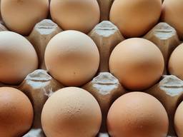 Яйцо столовое с2 кремовое