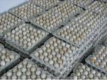 Яйця курячі інкубаційні бройлер Ross-308/Яйца куриные инкубационные бройлер Ross-308 - фото 1
