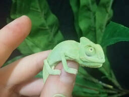 Йеменский хамелеон. Chamaeleo calyptratus.