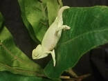 Йеменский хамелеон. Chamaeleo calyptratus. - фото 3