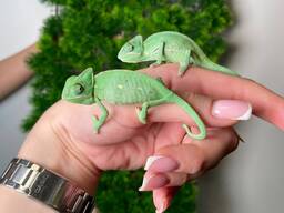 Йеменский хамелеон, еменский, зеленый хамелеон, недорогой