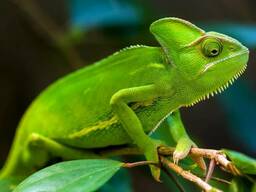 Йеменский хамелеон, или шлемоносный хамелеон (Chamaeleo calyptratus)