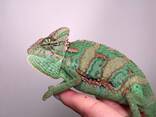 Йеменський хамелеон, еменский хамелеон самцы и самки от 1.5месяца - фото 2