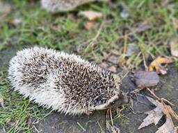 Ёжики Африканские