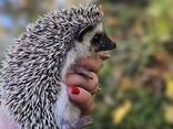 Ёжики Африканские - фото 3