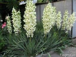 Юкка нитчатая.