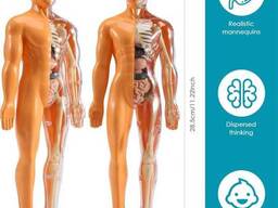 Юний Біолог: Тіло Людини 30 деталів