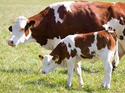 Заготовка, закупка лошадей, жеребят, коров, телят, быков