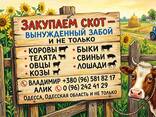 Закуп худоби - фото 1