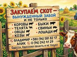 Закуп худоби