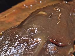 Закупаем фуз, технические растительные масла