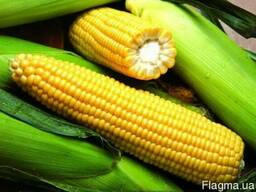 Закупаем кукурузу по всей Украине оптом!